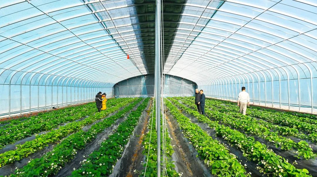 沂河新区村级民生实事系列七 团林工作区种植，托起百姓“稳稳的幸福”