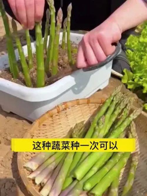 立秋已过，芦笋种植季到，你的种子备好了吗？