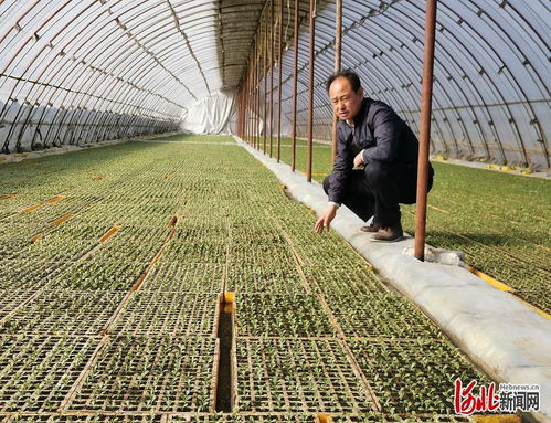 加快供应体系建立 河北新发地果蔬种植基地覆盖河北省80县市种植
