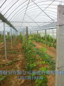 郑州无立柱大棚骨架与简易拱棚 造价、厂家、图片及种植应用全解析