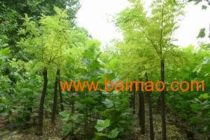 专业供应优质山东白蜡树苗 种植基地直供、价格透明、服务保障